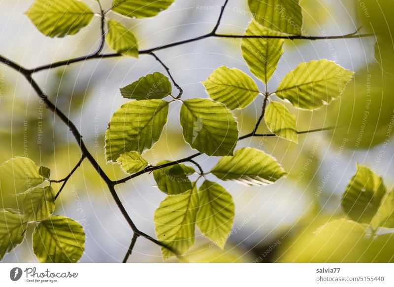 Beech branch with fresh leaves beech branch beech leaves Green Beech tree Tree Spring Nature Leaf Plant Forest Colour photo Deserted Light Back-light