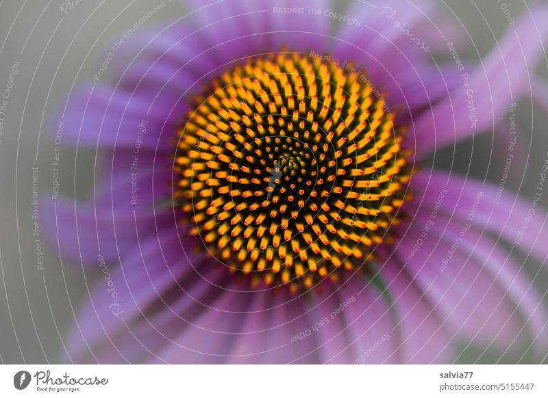 fascinating natural patterns and shapes purple echinacea Blossom Pattern Flower blossom homeopathic plant inflorescence Rudbeckia Fractal structures