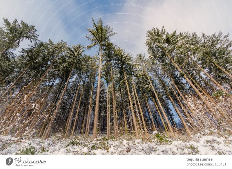 Firs in winter firs Winter Snow Forest trees tribes Wood Exterior shot Landscape Environment Winter's day Winter mood Nature Winter forest Seasons Winter walk