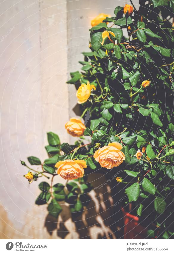 Yellow flowering rose bush in front of house wall Spring Summer Summerflower summer flower Summer bloom pink roses Rose plants Rose tree Sunlight