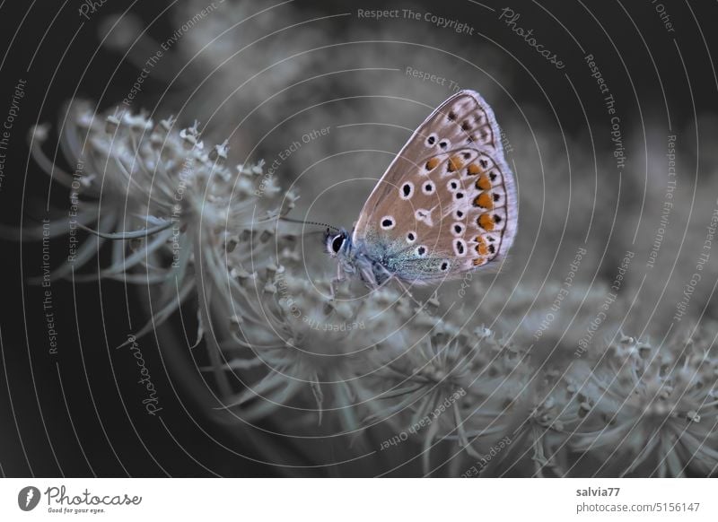 Blue butterfly sits with closed wings on an umbel flower Apiaceae Wild carrot blue Butterfly Blossom Summer Nature Shallow depth of field Plant Deserted