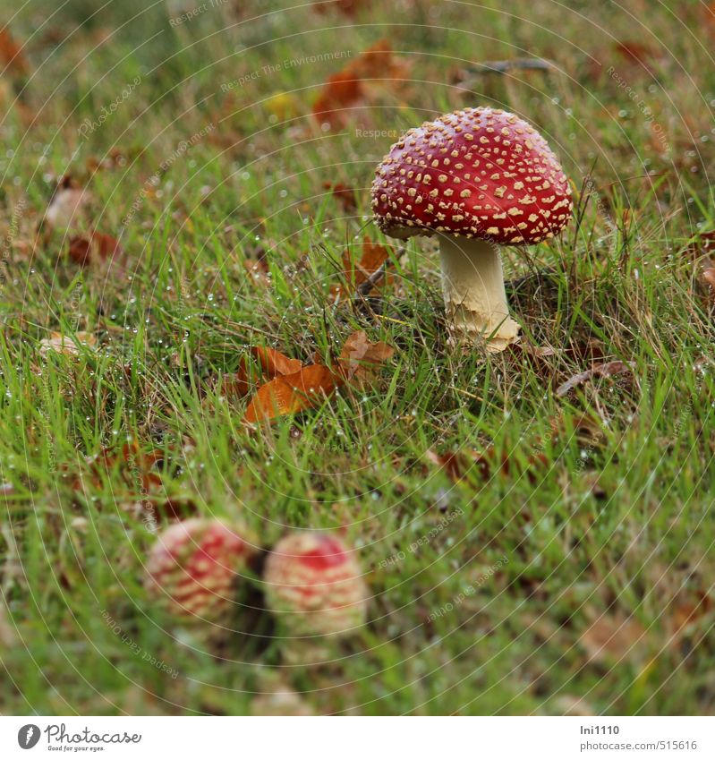 3 toadstools in a meadow in fall Nature Plant Drops of water Autumn Beautiful weather Grass Meadow Looking Growth Exceptional pretty Brown Green Red White