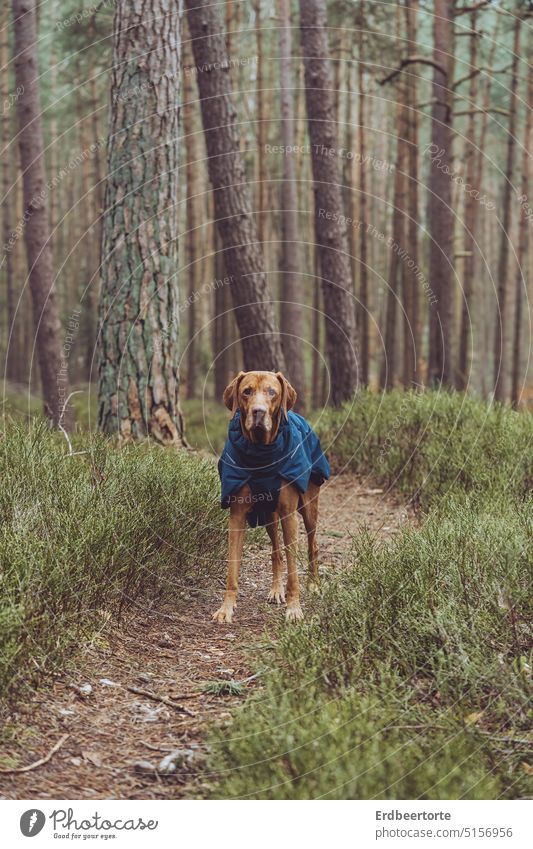 Are you coming? Dog Hiking magyarvizsla Animal Exterior shot Love of animals Animal portrait Forest Nature Hound Pet Colour photo dog coat Winter Hunting