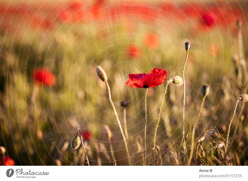 Poppies on a meadow, in the background blur gaanz much red poppies Poppy poppy-seed red Corn poppy Red flowery Flower wild flower opium flourished red edge
