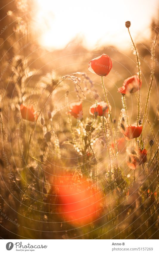 a few poppy blossoms in a meadow in the evening backlight wrapped in a nice amount of blur poppy meadow grasses Corn poppy poppies Back-light meadow flowers
