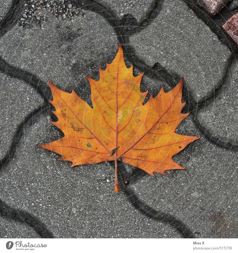 Canada Autumn Leaf Street Lanes & trails Stone Sign Lie Maple tree Maple leaf Autumn leaves Symbols and metaphors Colour photo Exterior shot Pattern