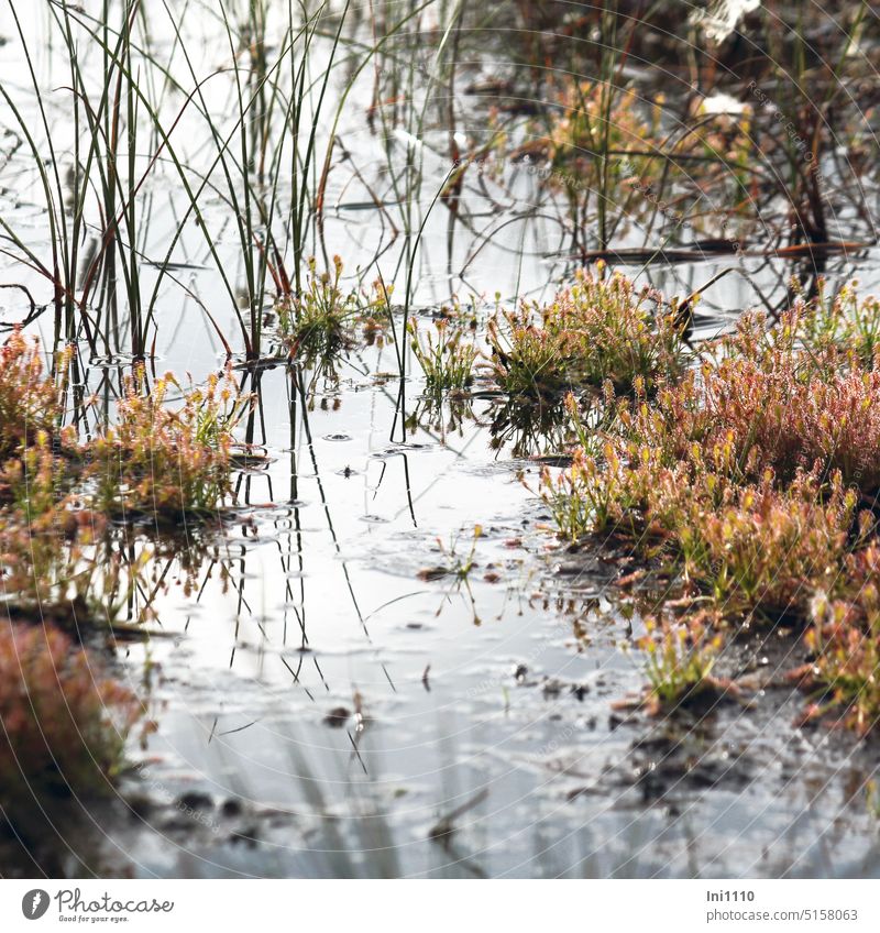 Sundew in bog Landscape nature conservation moorland wild plants Drosea varieties carnivorous plant Juncus Moor Water Bog Pond surface of the water