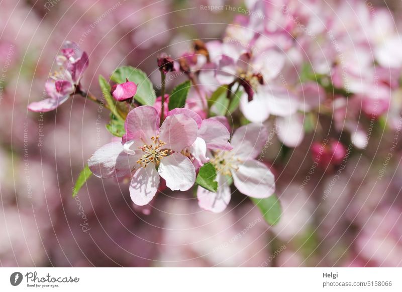 opened flowers and buds on apple tree Blossom Apple blossom Apple tree wax Spring Twig Nature spring Deserted blossoming Leaf Pink White Green