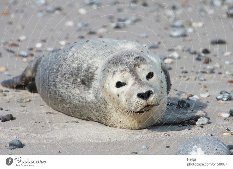 young seal lies in the sun on the beach of Helgoland Harbour seal Howler Animal Mammal young animal Beach Sand stones Pebble Sunlight sunshine Light Shadow