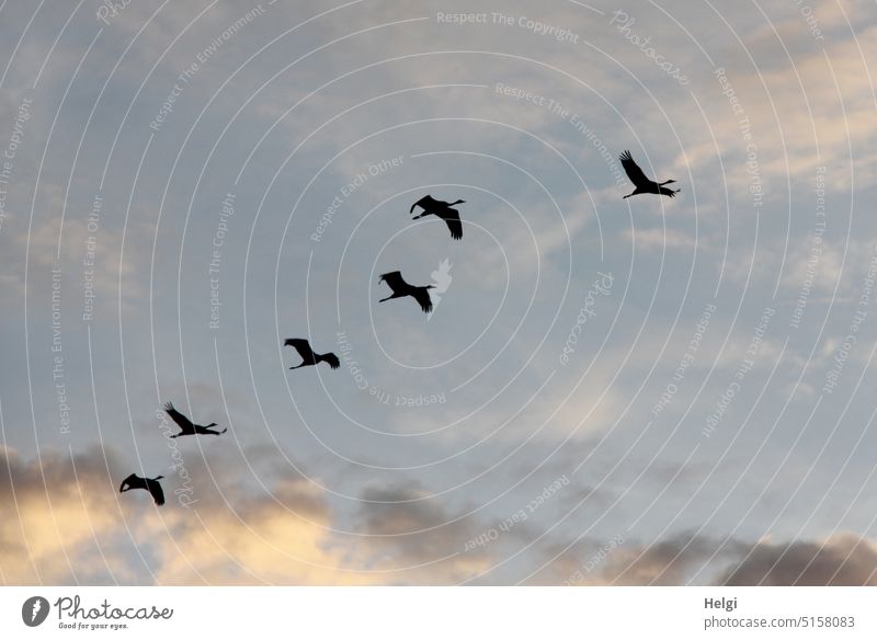 Silhouettes of 6 cranes flying against cloudy sky Bird Crane Animal bird migration Migratory bird Autumn Flying Group of animals Nature Sky Flight of the birds