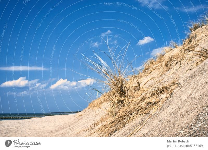 Dune on the beach of the Baltic Sea with dune grass. White sandy beach on the coast sea landscape vacation summer nature tourism recreation water blue travel