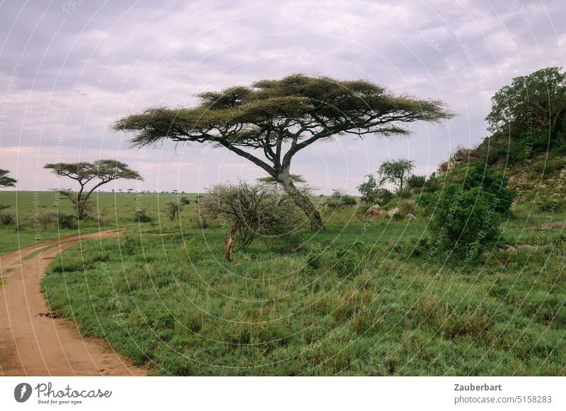 Umbrella acacia in the savanna, in front of it a path in the swing, in front of the morning sky Acacia Serengeti Ski piste off game drive Sky Morning cloudy