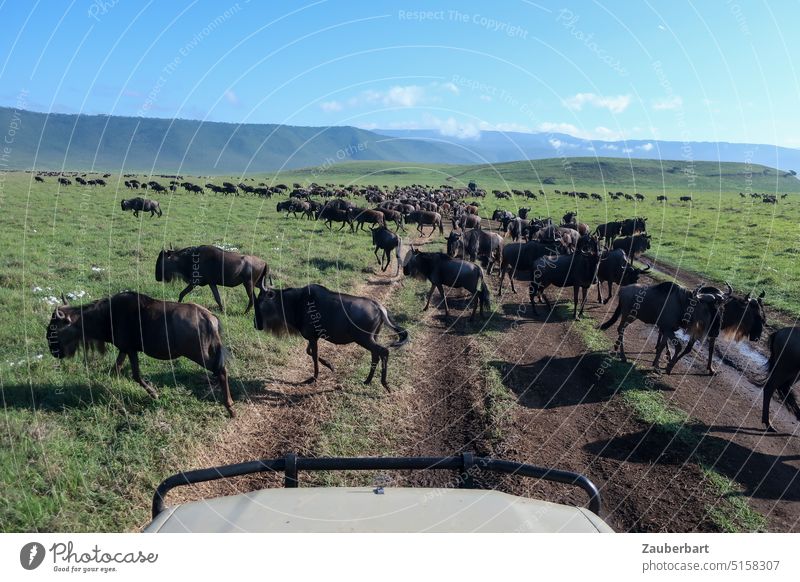 A herd of wildebeest in front of the off-road vehicle on a track in the savannah Gnu Herd Ski piste Offroad vehicle Green Savannah Ngorongoro crater Landscape