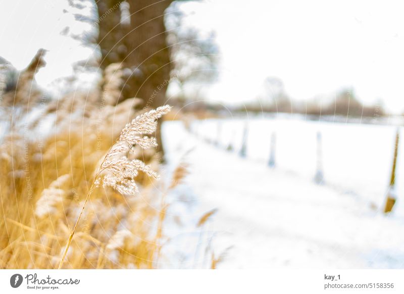 Roadside reeds in winter Common Reed reed grass Winter White white background Snow Snowscape Nature Cold Winter mood Frost winter landscape Snow layer