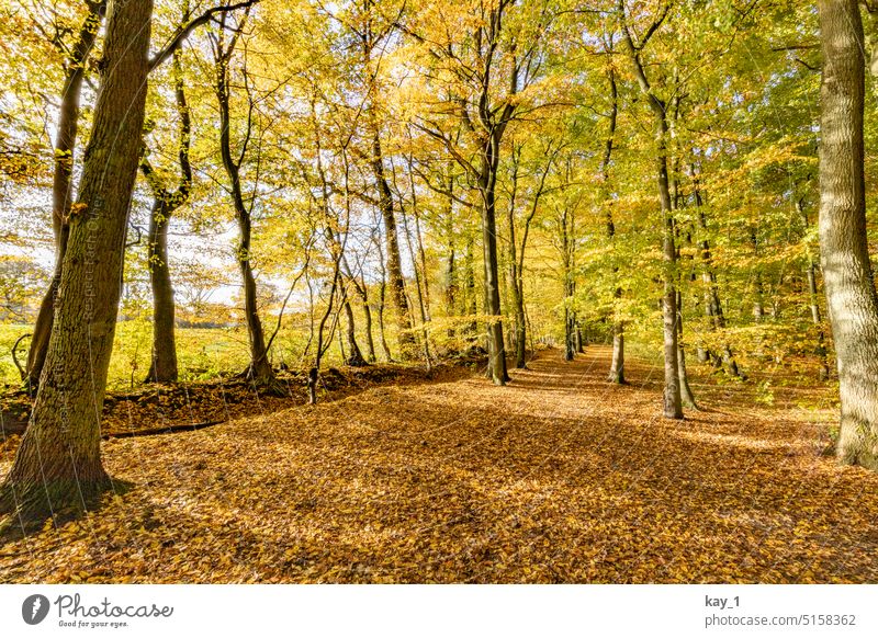 Forest in autumn trees Autumn Autumnal Autumn leaves Autumnal colours Automn wood Sunlight Illuminate variegated Tree autumn mood October Deciduous forest