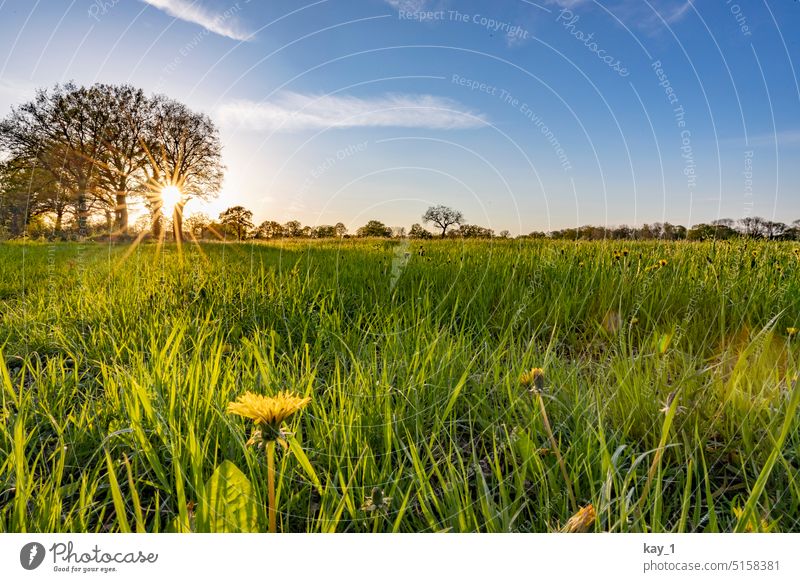 Field in the evening sun with dandelions in the foreground Evening sun Sunbeam Dandelion Meadow Meadow flower Grass Spring Green Yellow Flower Nature Landscape