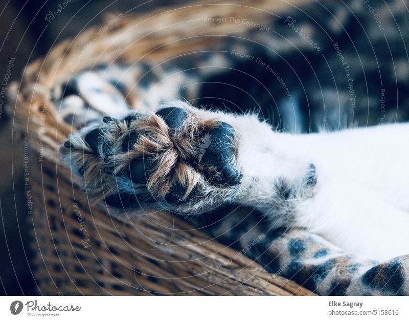 Portrait of dog paw - front paw little paw Love of animals Dog Animal portrait Pet Colour photo Interior shot Shallow depth of field Observe Pelt Deserted Brown