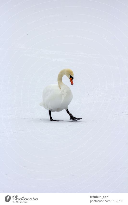Step by step | Swan walks on snow Snow Winter White Nature Bird Animal Catwalk stroll Exterior shot Elegant