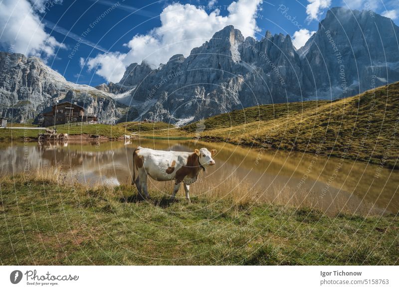 A cow close to lake at Baita Segantini mountain with Cimon della Pala peak and refuge in background. Rolle pass, Trentino province, Italy, Europe nature
