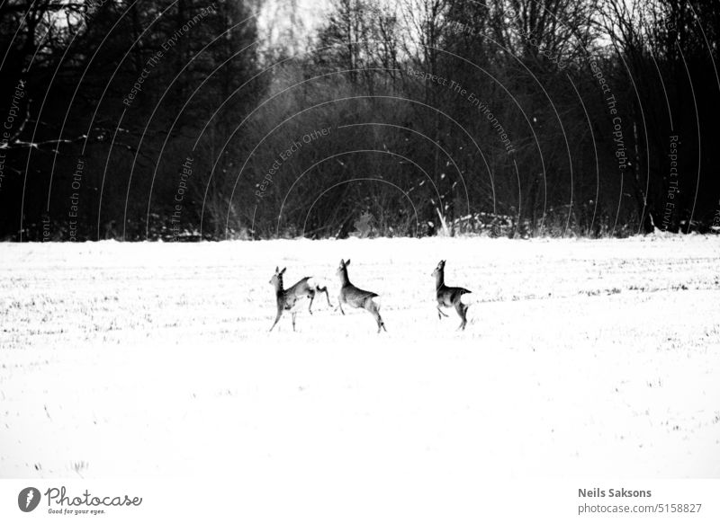 scared running deers roe wild wild animal mammal meadow winter snow covered field forest three black and white monochrome