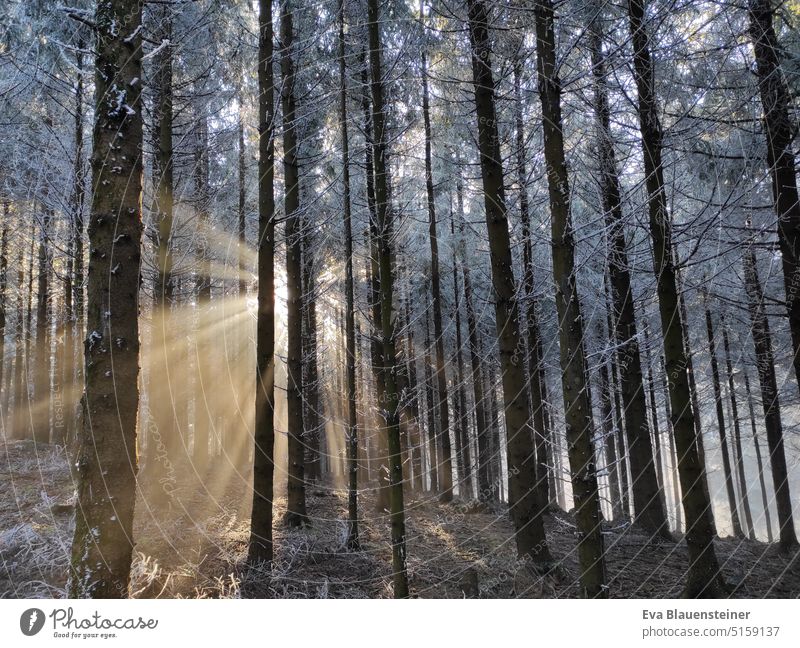 Sun rays in the forest at the fog line Fog Sunbeam Forest Winter hoar frost Spruce forest