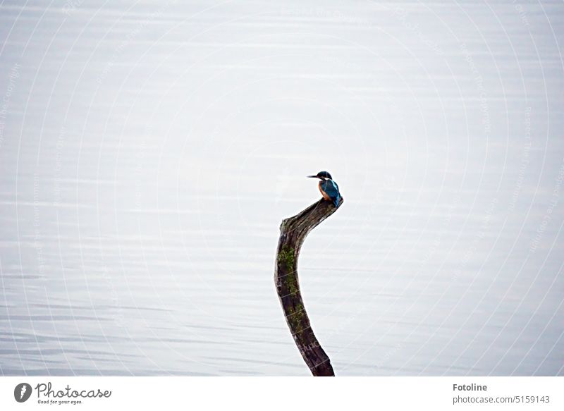 The little kingfisher is sitting on a branch by the water. Surely he is on the lookout for a tasty snack. Bird Kingfisher Animal Exterior shot Colour photo