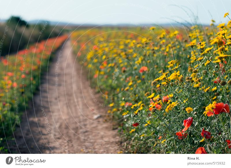 Wildflowers Environment Nature Landscape Plant Horizon Spring Summer Beautiful weather Flower Blossom Wild plant Meadow Field Lanes & trails Blossoming Natural