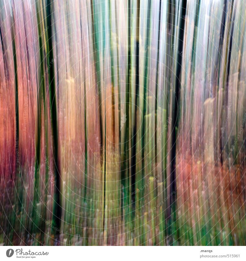 autumn Style Trip Environment Nature Autumn Climate Forest Exceptional Crazy Moody Colour Movement Colour photo Multicoloured Experimental Abstract