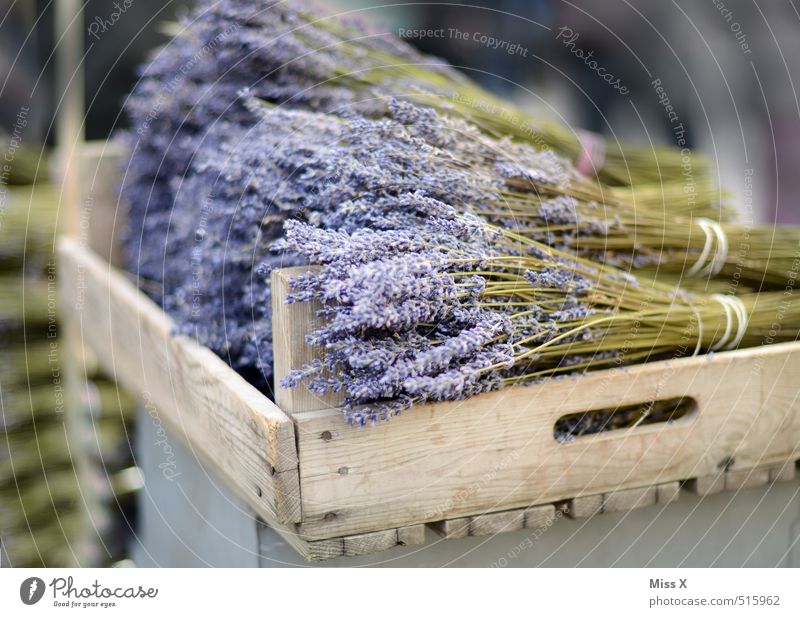 lavender Herbs and spices Nutrition Italian Food Flower Leaf Blossom Blossoming Fragrance To dry up Violet Lavender Farmer's market Vegetable market Sell