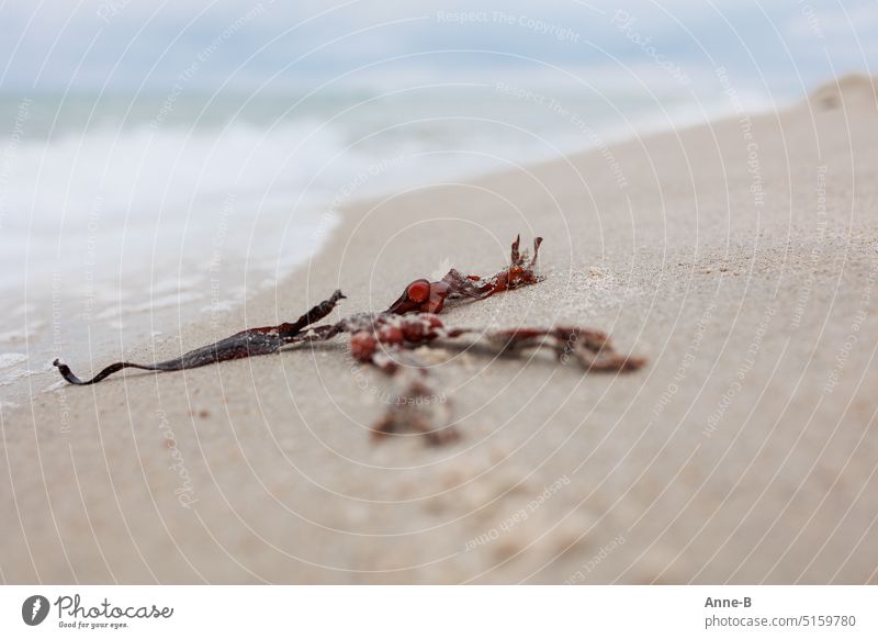 A piece of red bladderwrack on the beach, a tranquil picture. Ocean Beach gem quiet scene tranquillity Sand pastel find peace Vacation & Travel vacation Nature