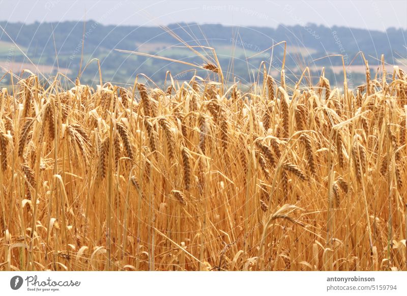 Barley field barley corn ears ripe gold golden uk farming summer