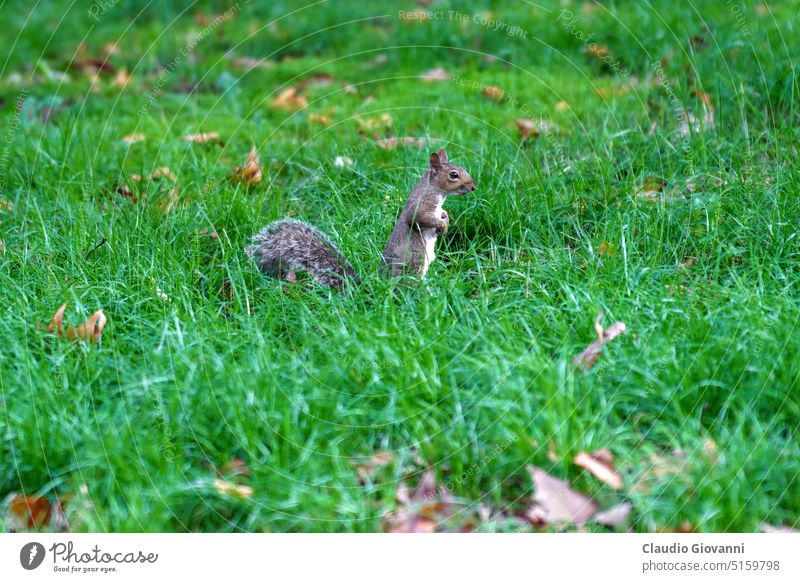 Squirrel in the Bompiani garden, Milan Europe Italy Lombardy October Valentino Bompiani animal autumn color day fall grass nature outdoor park photography