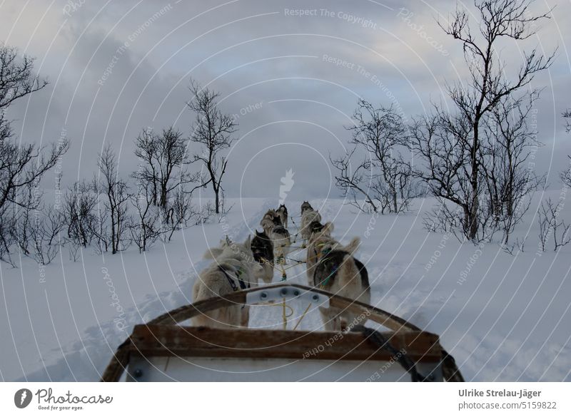 Dog sled trip in lonely winter landscape Dog sledge dogs Sleigh Winter Trip Sledge tour Snow Cold White Snowscape Winter mood Winter's day chill Frost Seasons