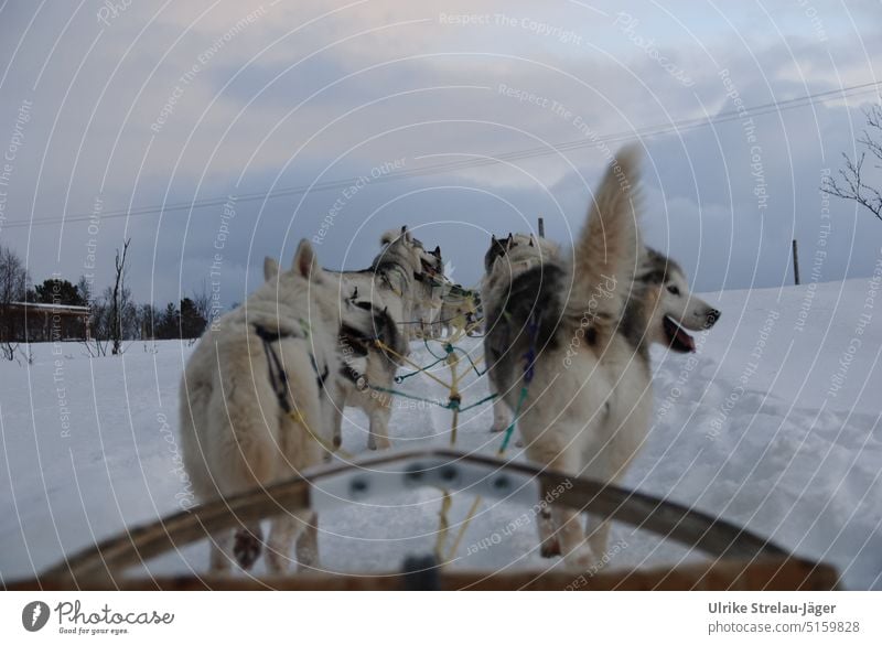 Dog sled trip in lonely winter landscape Dog sledge dogs Sleigh Winter Trip Sledge tour Snow Cold White Snowscape Winter mood Winter's day chill Frost Seasons