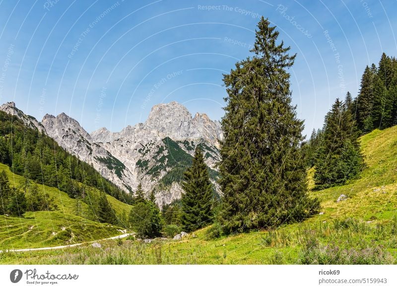 View of the Bindalm in the Berchtesgadener Land in Bavaria Berchtesgaden Country Alps mountain Tree Forest Landscape Nature Summer Alpine pasture Meadow Grass