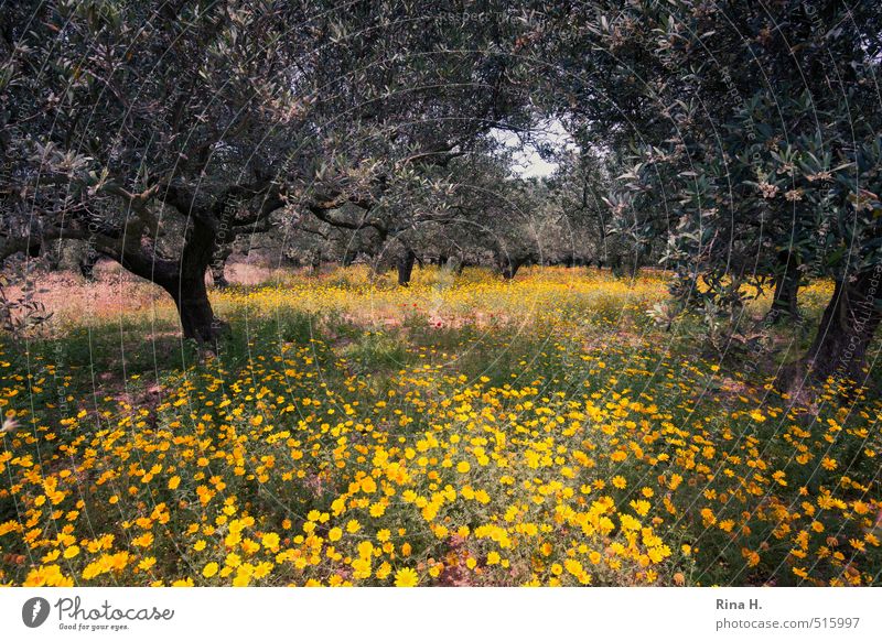 olive grove Environment Nature Landscape Plant Spring Beautiful weather Tree Flower Wild plant Field Blossoming Natural Olive grove Olive tree Colour photo