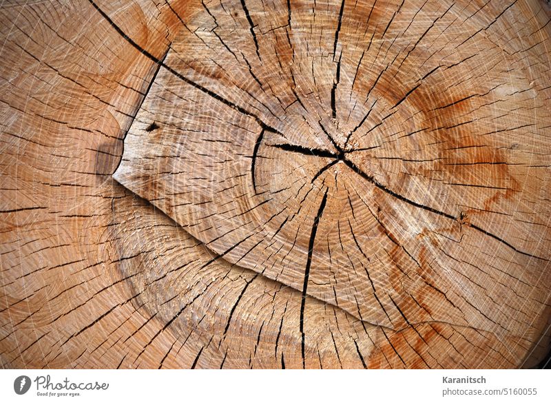 The cross section of a tree trunk, filling the format. Tree trunk Cross-section full-frame image Close-up Wood Annual ring Wood grain cracks Nature background