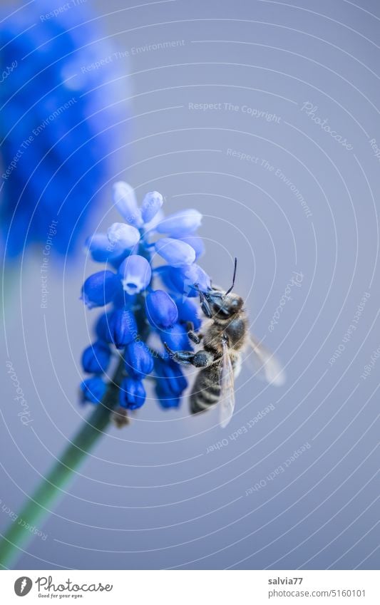 Honey bee collecting nectar, blue grape hyacinth against gray background Spring Bee Muscari Hyacinthus Blossom Blue Flower Garden Nectar Diligent Pollen