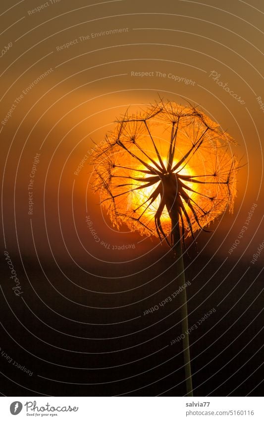 Dandelion in sunset Sunset dandelion seed stand Nature Macro (Extreme close-up) Ease Delicate Soft Close-up Sámen Plant Evening mood Faded Silhouette Sun Ball
