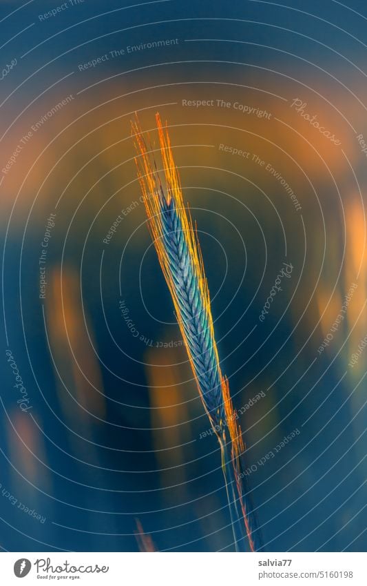 Ear of rye glows in the evening light spike Rye blue hour Nature Grain Agricultural crop Grain field Ear of corn Agriculture Plant evening mood Orange Blue