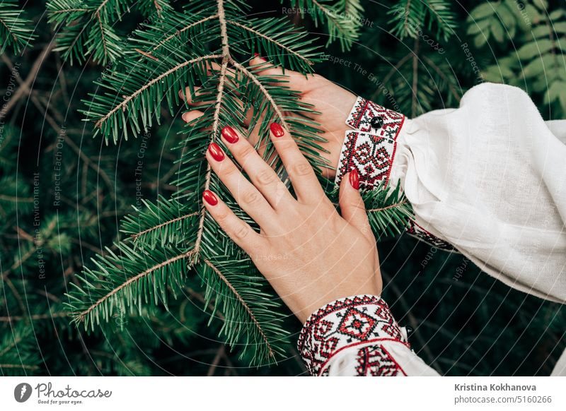 Woman's hand in embroidered ukrainian dress touching spruce branch in forest afforestation alpine background beautiful carpathian mountains carpathians clear