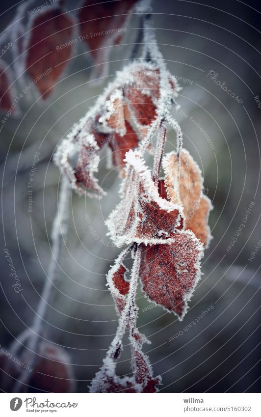 Withering leaves garnished with hoarfrost and drenched in gloom Hoar frost Limp Frost melancholy chill Twig Hang Matured edge Frozen Cold winter Winter