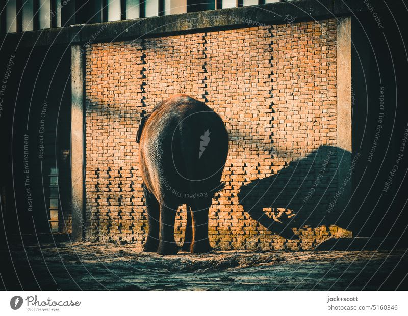 Playing at the elephant house Elephant Hind quarters Animal portrait Rear view Shadow play Trunk Zoo clinker facade Light (Natural Phenomenon) Sunlight Serene