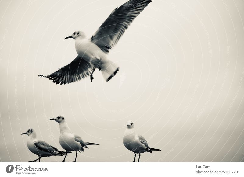 high achiever Seagull gulls Flying flight skim Bird birds Grand piano Sky Freedom Beak Feather Air Airy air traffic Animal Nature Ocean coast Vacation & Travel