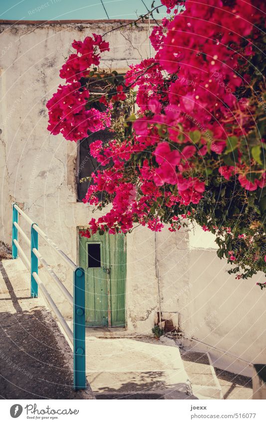 bouquet Sky Sun Summer Beautiful weather Plant Blossom bugan villa Crete Greece Village Deserted Wall (barrier) Wall (building) Stairs Door Blossoming Old