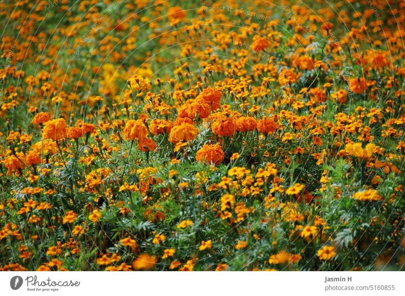 Orange sea of flowers Field flowers Nature Summer Plant Flower Blossom Green Blossoming Colour photo Deserted Exterior shot Day Flower field Environment pretty