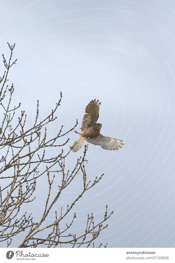Kestrel flying kestrel falcon hawk dance wings hunter bird of prey