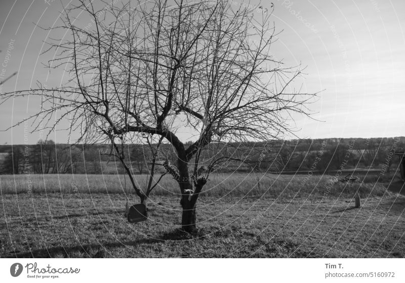 a small swing on the tree Uckermark Winter b/w Swing Tree Brandenburg Black & white photo Day Exterior shot Deserted B/W B&W Calm Loneliness Landscape