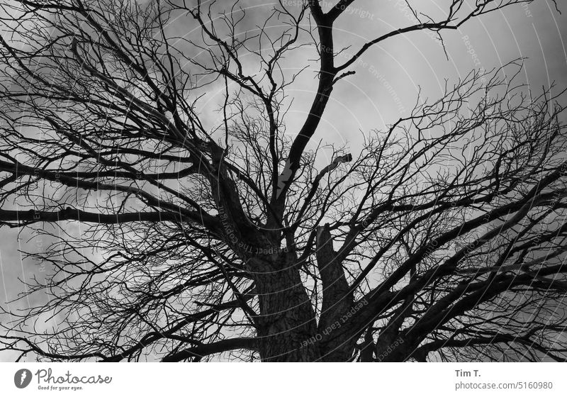 View upwards into a winter tree Tree Winter b/w Uckermark bnw branches leafless Black & white photo Exterior shot Day Deserted Brandenburg B/W Calm B&W
