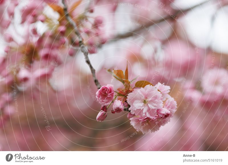 Japanese flowering cherry ( Prunus serrulata Kanzan ) blooming in a wonderful pink, a sharp flower in the focus and all around a lot of wonderful pink blur.